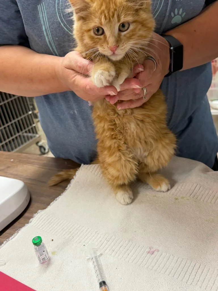 FluffyTeddy