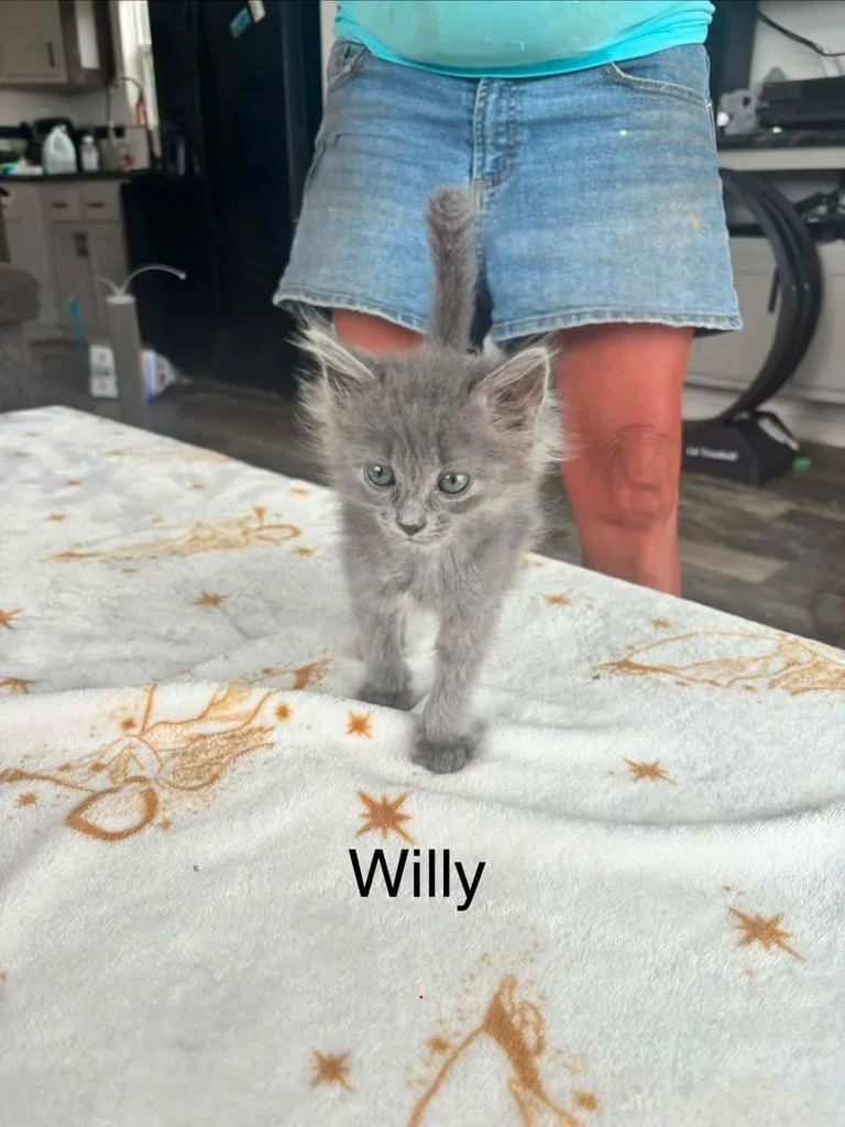 Willie thumbnail 2