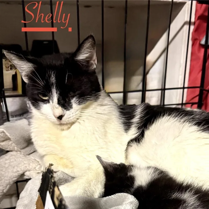 Shelly thumbnail 2