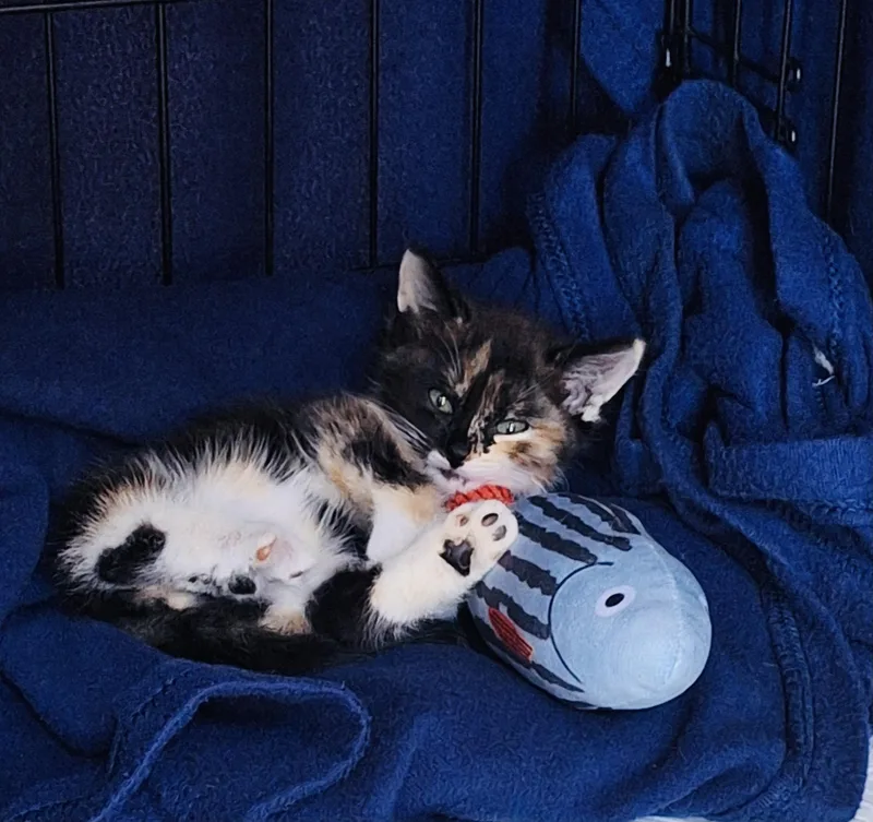 A baby small-sized female Tortoiseshell cat named Piper for adoption in Palmdale, CA