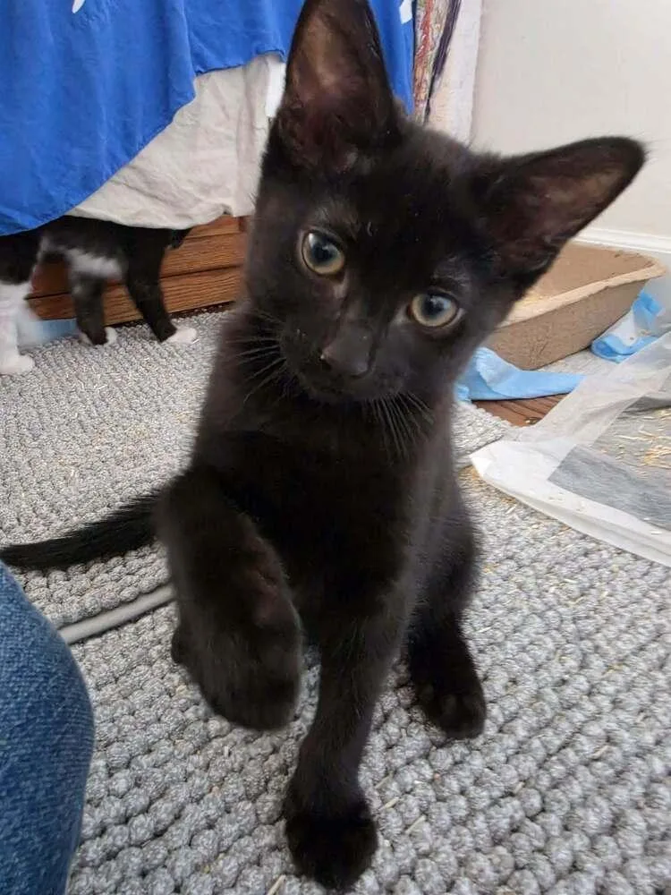 A baby small-sized female Domestic Short Hair cat named Gigi for adoption in Chicago, IL