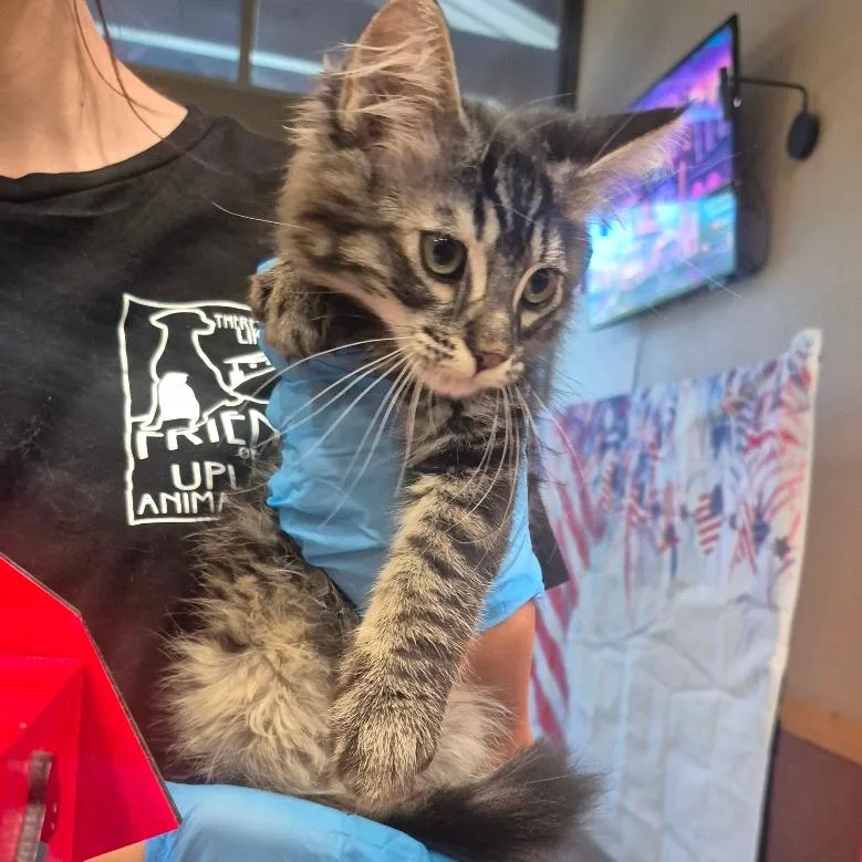 A baby small-sized male Gray / Blue / Silver Domestic Long Hair cat named IEPAStray for adoption in Upland, CA