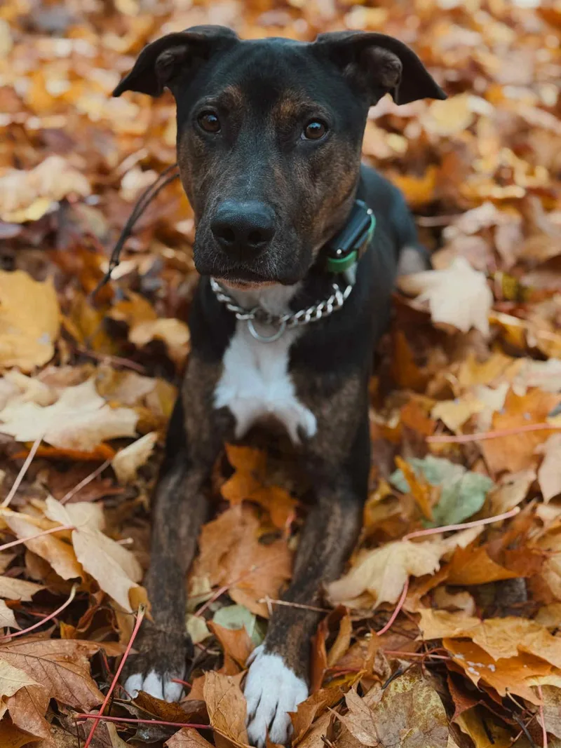 Mark Anthony thumbnail 3