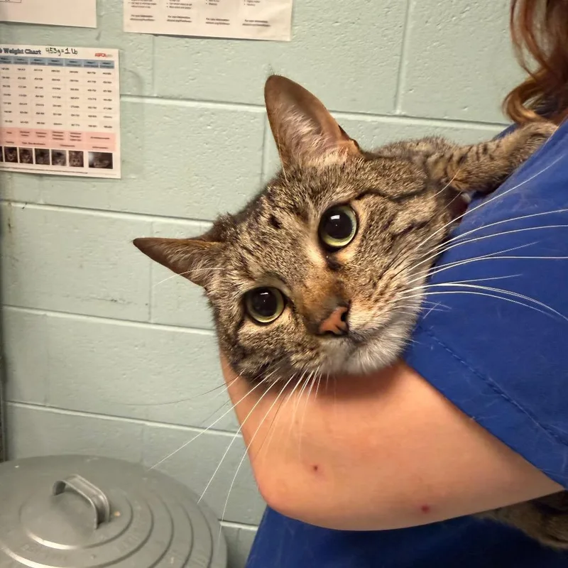 An adult extra large-sized female Brown / Chocolate Domestic Short Hair cat named Sarah  Bonded to for adoption in Fredericksburg, VA