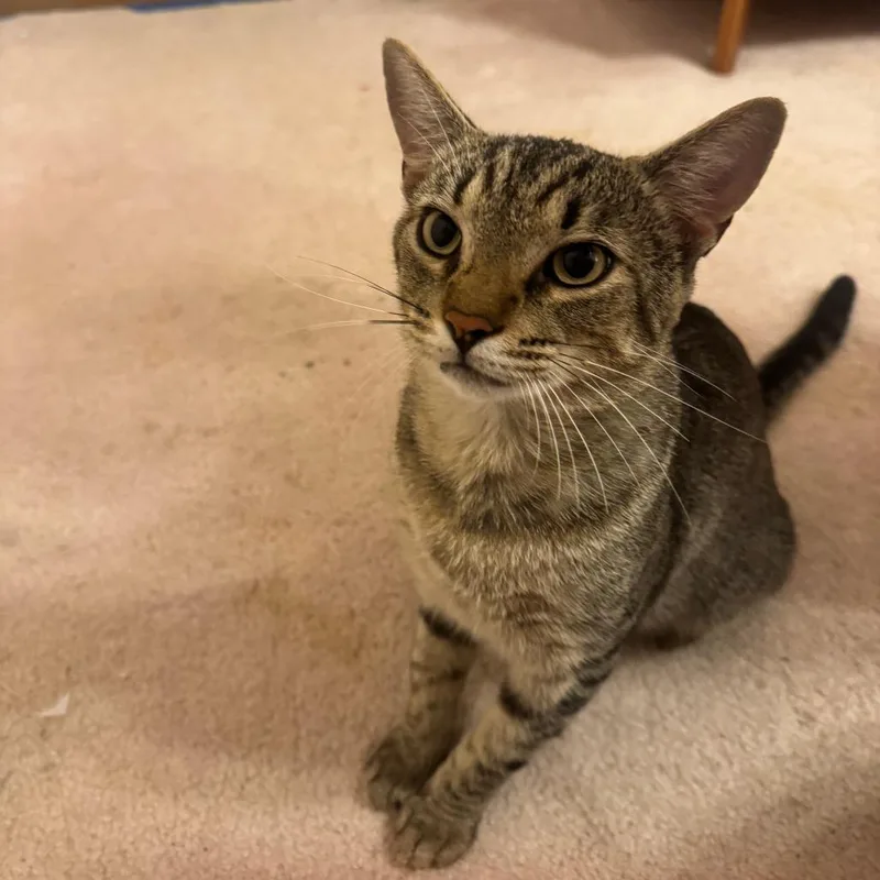 An adult small-sized male Gray / Blue / Silver Domestic Short Hair cat named Courtesy Listing  Trouble for adoption in Tuscaloosa, AL