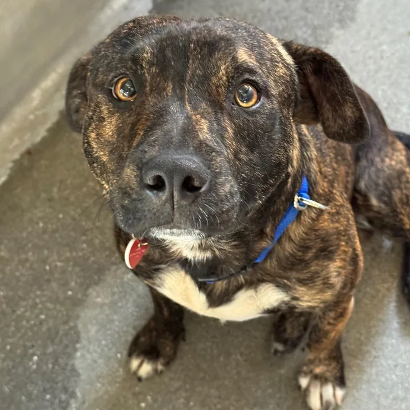 An adult medium-sized male Mixed Breed dog named Dylan A for adoption in Mission Hills, CA