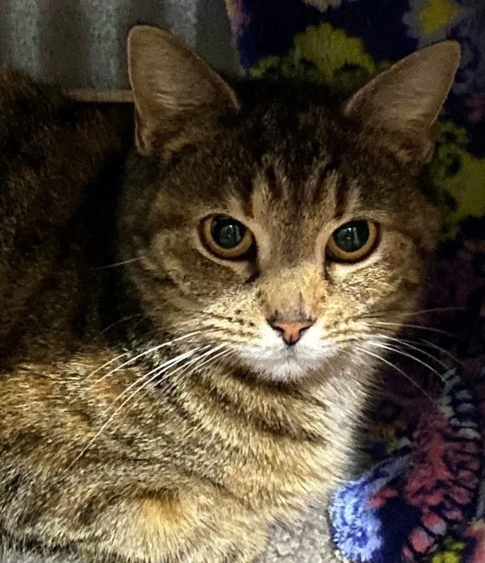 An adult medium-sized female Tabby (Tiger Striped) Domestic Short Hair cat named Allie for adoption in Fredericksburg, OH