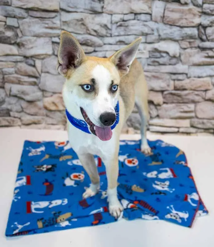A young medium-sized male Cattle Dog dog named Callahan for adoption in Kennesaw, GA