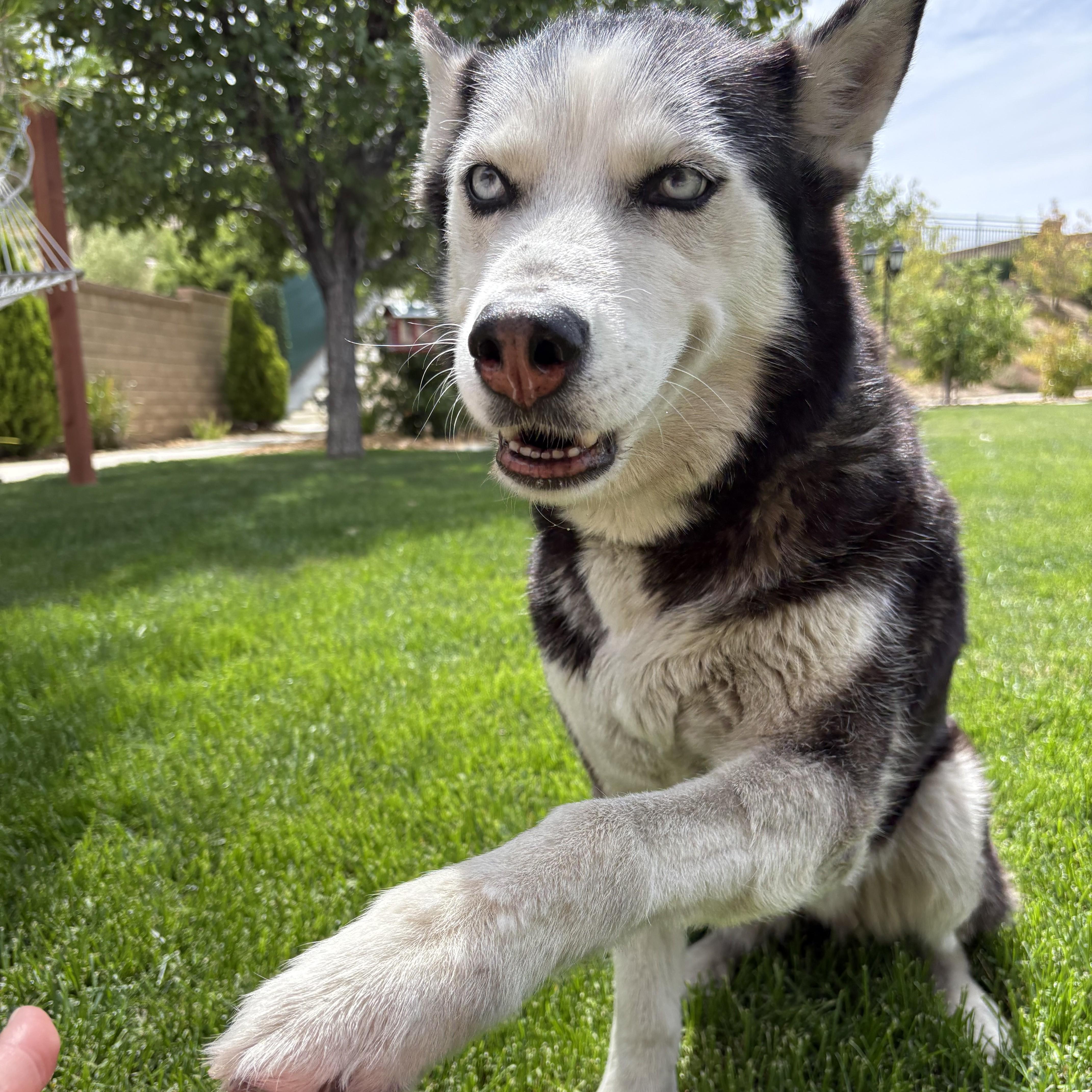 An adult medium-sized female Siberian Husky dog named Bella for adoption in Studio City, CA