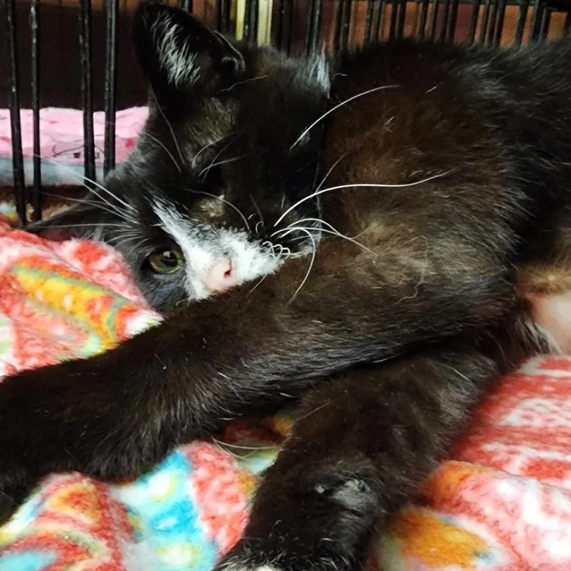 An adult large-sized male Black Domestic Short Hair cat named Baylor Aka Travy for adoption in Hamburg, NY