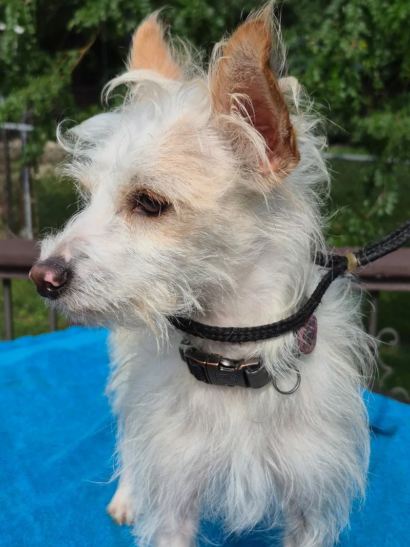 A young medium-sized male Terrier dog named Ralph for adoption in Hillside, IL