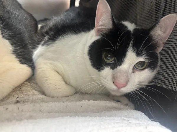 A young large-sized male Domestic Short Hair cat named Snickolas for adoption in New York, NY