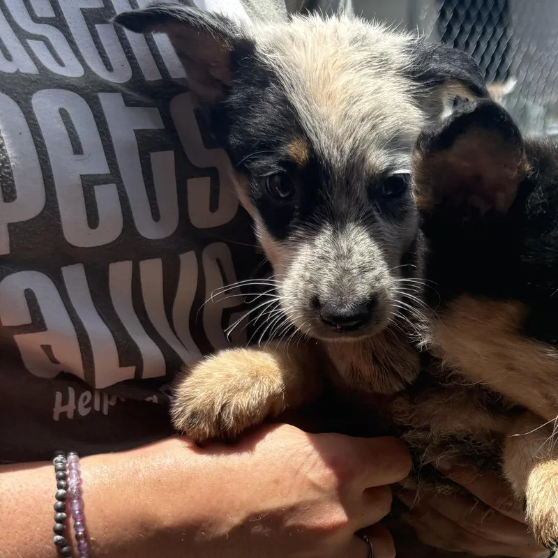 A baby medium-sized male Black Mixed Breed dog named Kona for adoption in Austin, TX