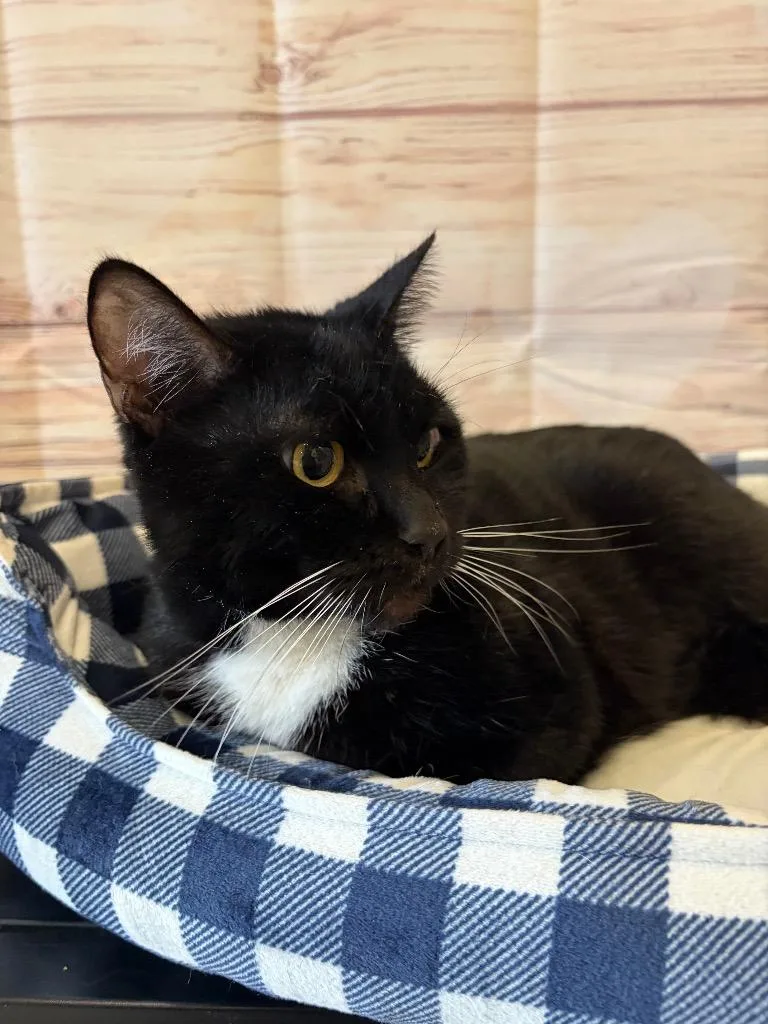 Sparky  Sponsored By