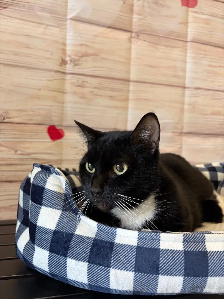 Sparky  Sponsored By thumbnail 2