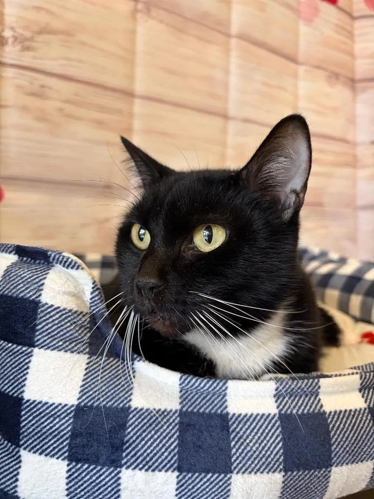 Sparky  Sponsored By thumbnail 3