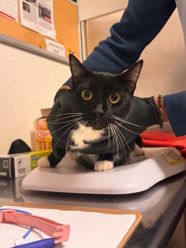 Sparky  Sponsored By thumbnail 4