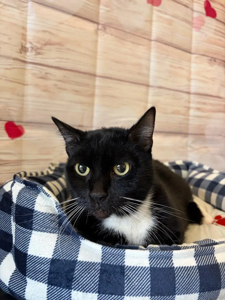 Sparky  Sponsored By thumbnail 5