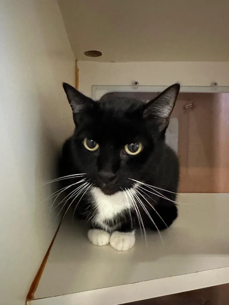 Sparky  Sponsored By thumbnail 6