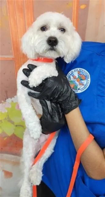 A young small-sized male Maltese dog named Grady for adoption in San Bernardino, CA