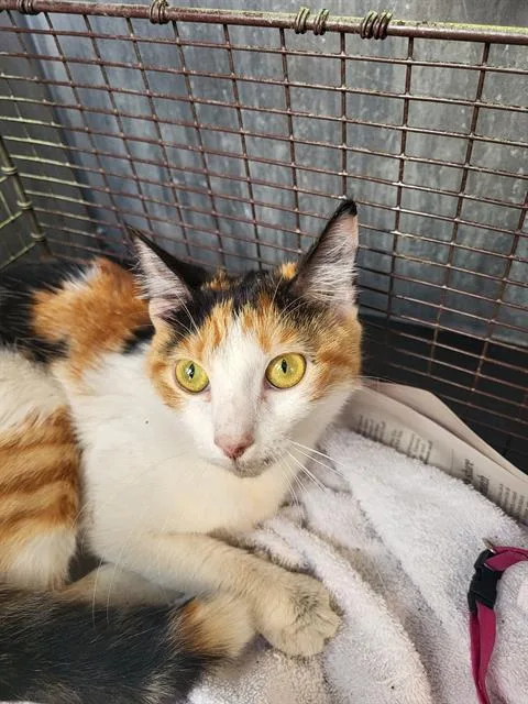 A young small-sized female Domestic Short Hair cat named Terra for adoption in San Antonio, TX