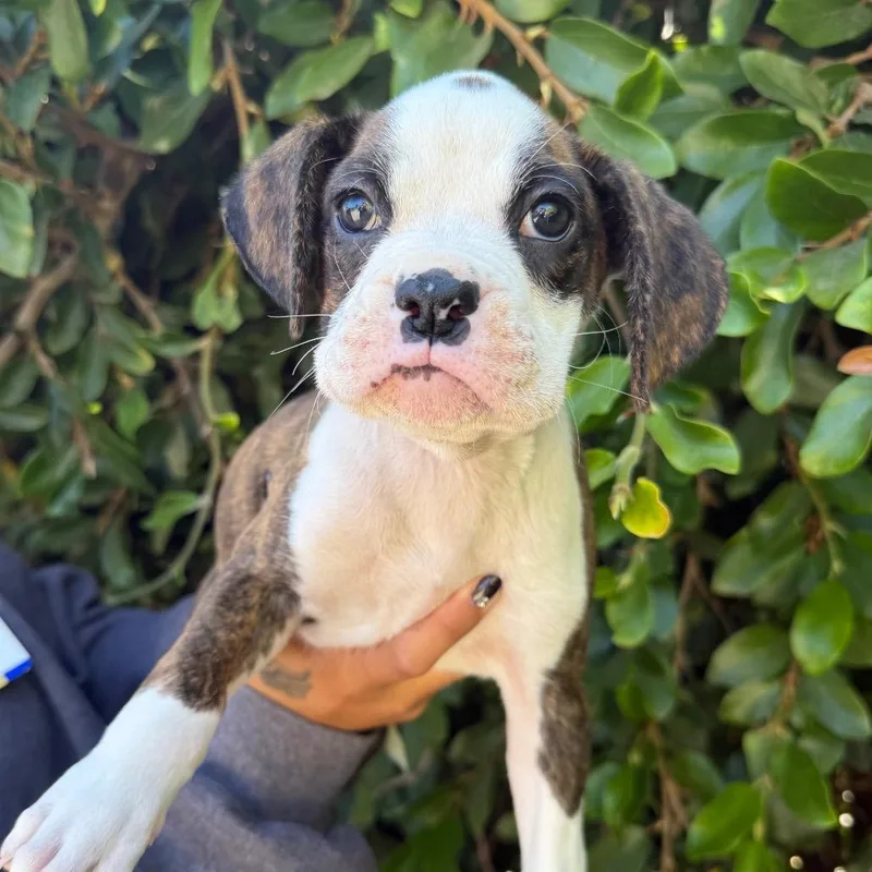 A baby small-sized female White / Cream Boxer dog named Strawberry for adoption in Santa Barbara, CA