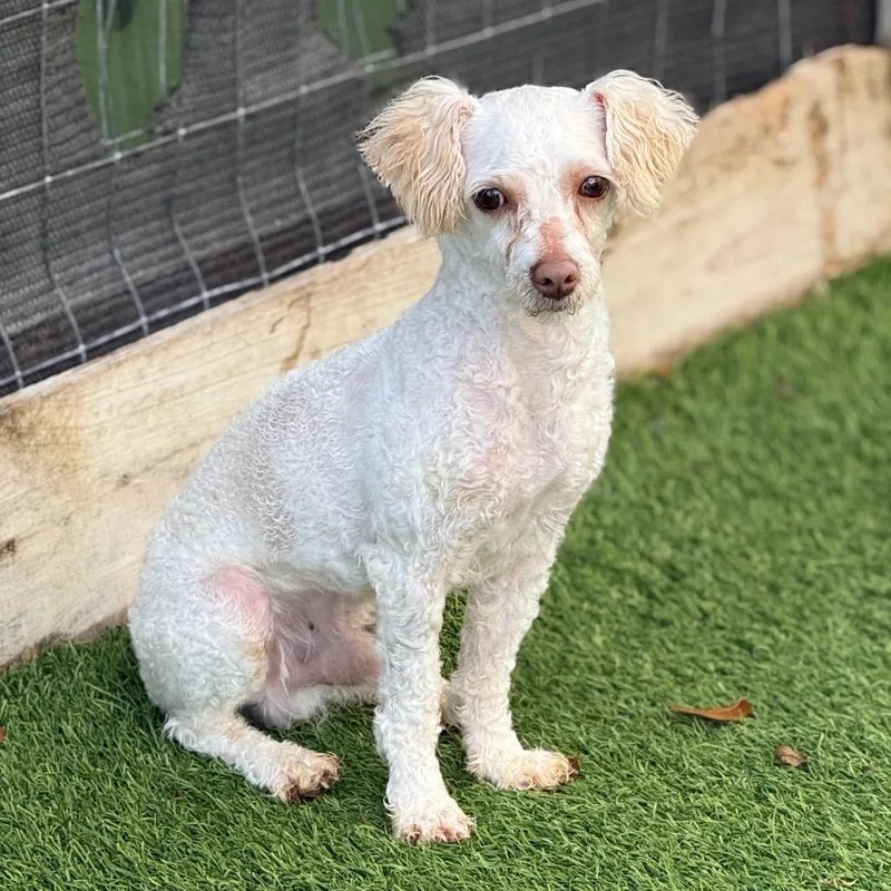 An adult small-sized male White / Cream Miniature Poodle dog named Jangles for adoption in LOXAHATCHEE, FL