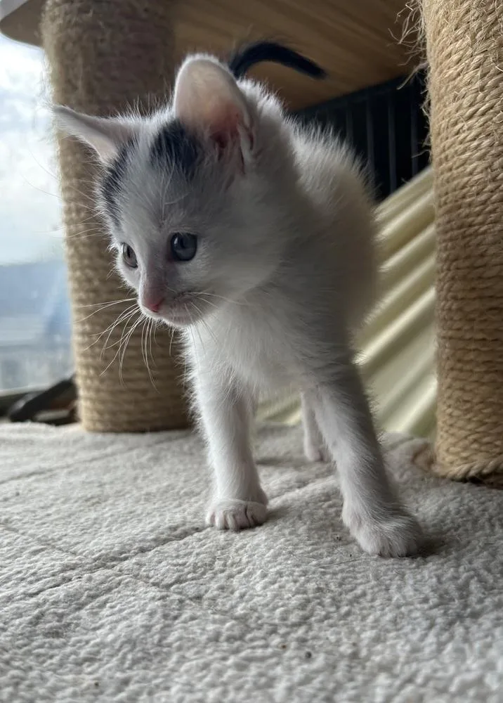 A baby medium-sized male Black & White / Tuxedo Domestic Short Hair cat named Camel for adoption in Clinton Township, MI