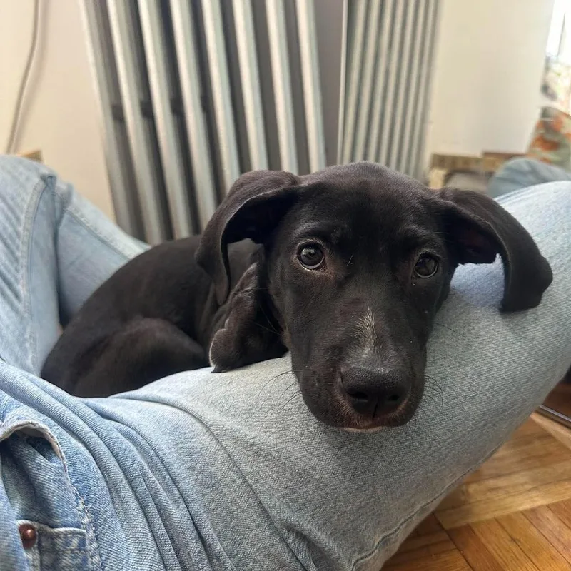 A baby small-sized female Black American Staffordshire Terrier dog named Jersey for adoption in Long Island City, NY