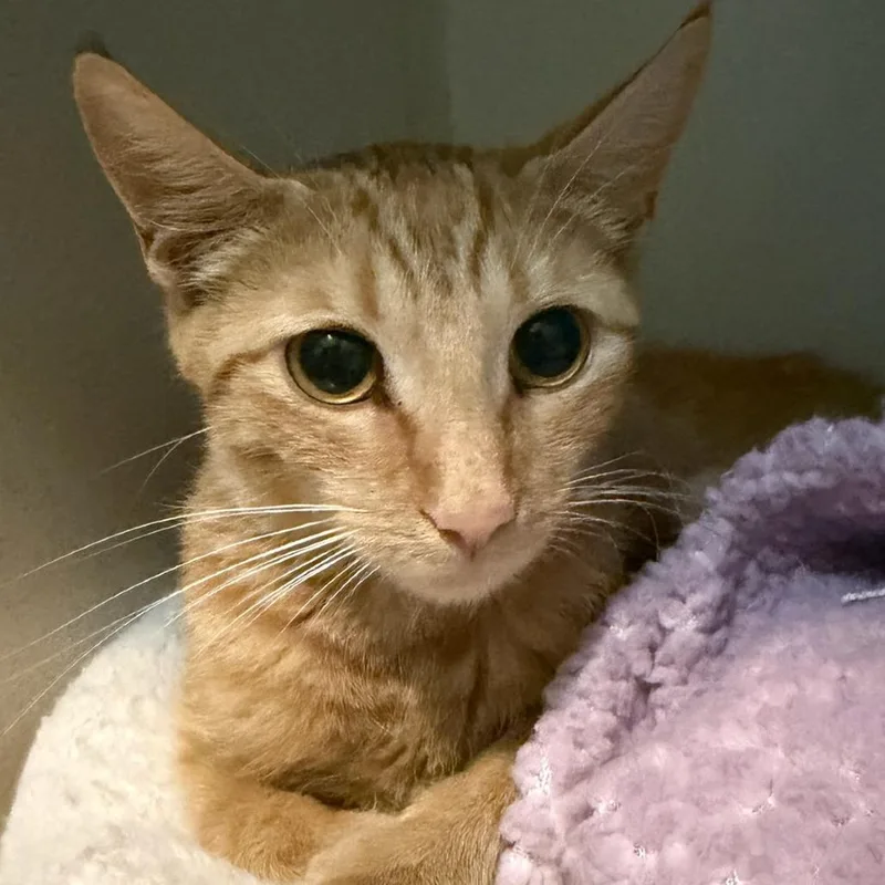 A young medium-sized female Orange / Red Domestic Short Hair cat named Emily for adoption in Calverton, NY