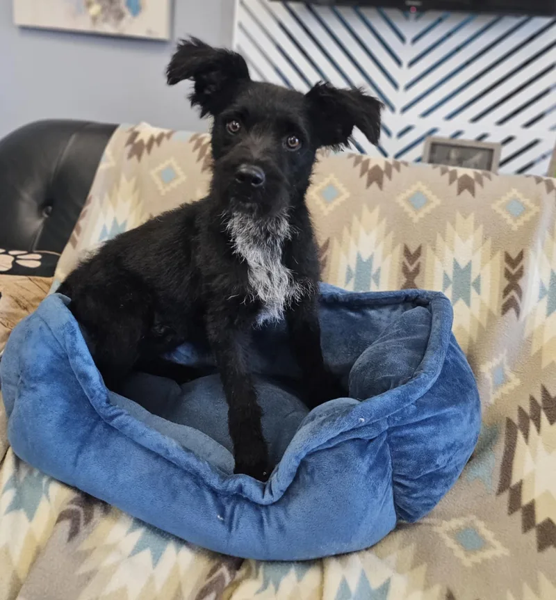 A young medium-sized male Standard Schnauzer dog named Stack for adoption in San Angelo , TX