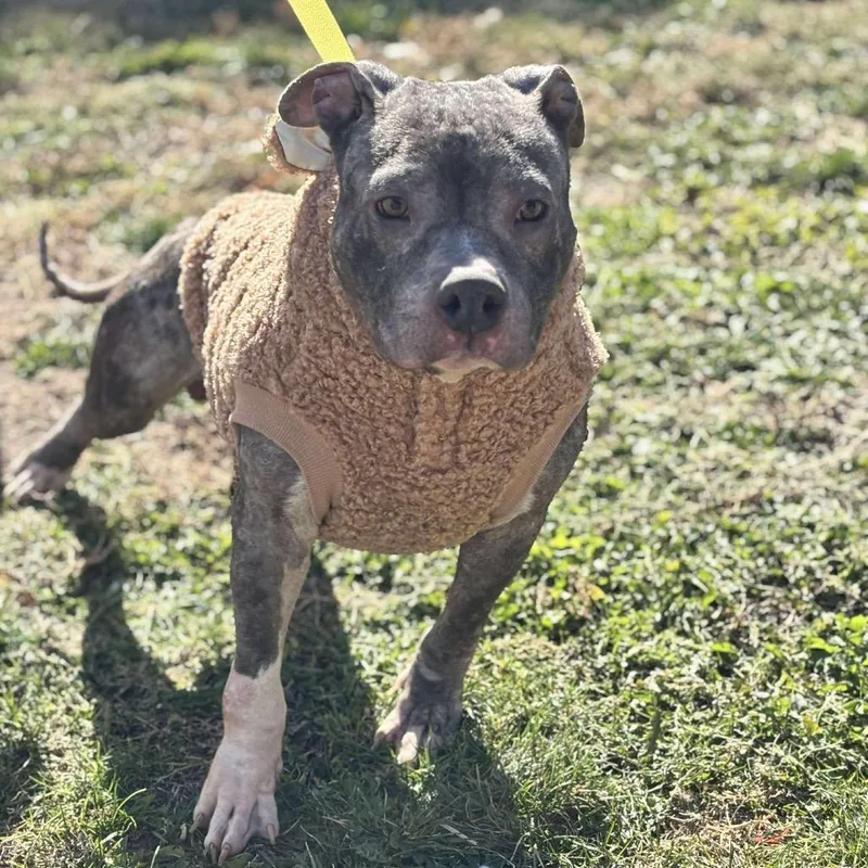 An adult medium-sized male Gray / Blue / Silver American Staffordshire Terrier dog named Ankle Sock for adoption in Nampa, ID