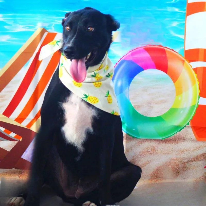 Ruby Jum thumbnail 3