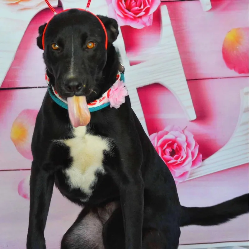 Ruby Jum thumbnail 4