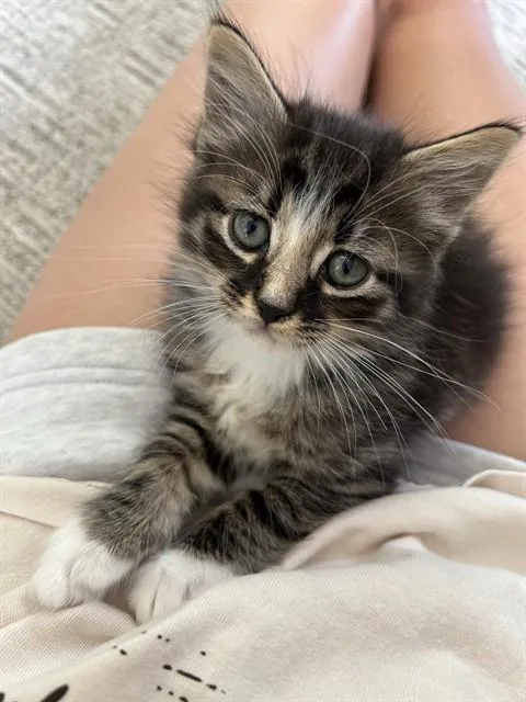 A baby small-sized male Domestic Medium Hair cat named Mochi for adoption in Statesville, NC