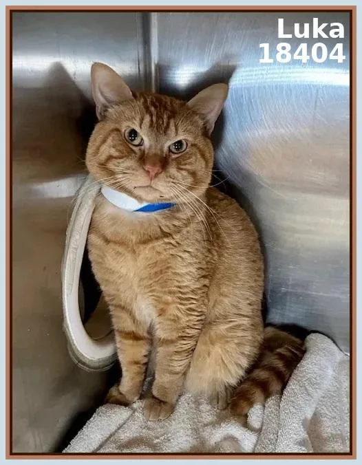 An adult large-sized male Tabby (Orange / Red) Domestic Short Hair cat named Luka for adoption in Marietta, GA