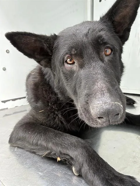 An adult large-sized male German Shepherd Dog dog named Tipo for adoption in Stockton, CA