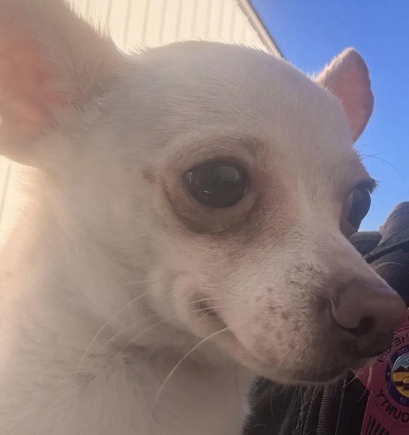 An adult small-sized male Chihuahua dog named Pedro HOLD for adoption in Canton, OH