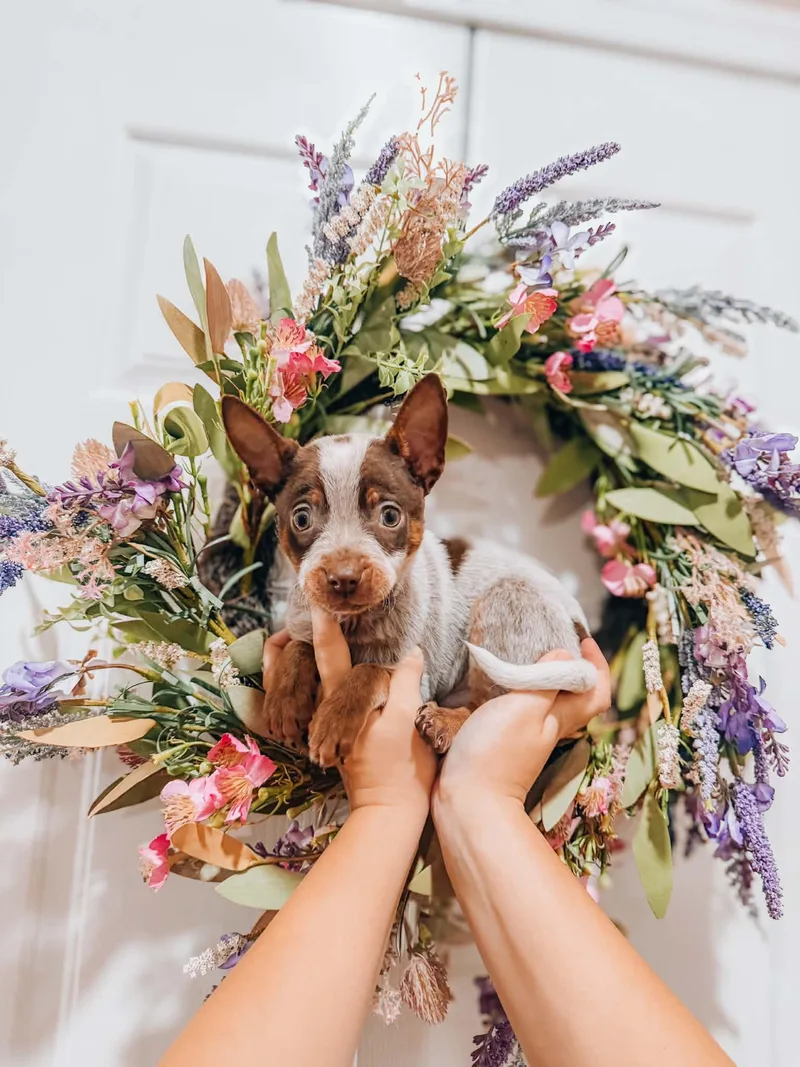 A baby medium-sized male Australian Cattle Dog / Blue Heeler dog named Voldermort for adoption in Goodyear, AZ