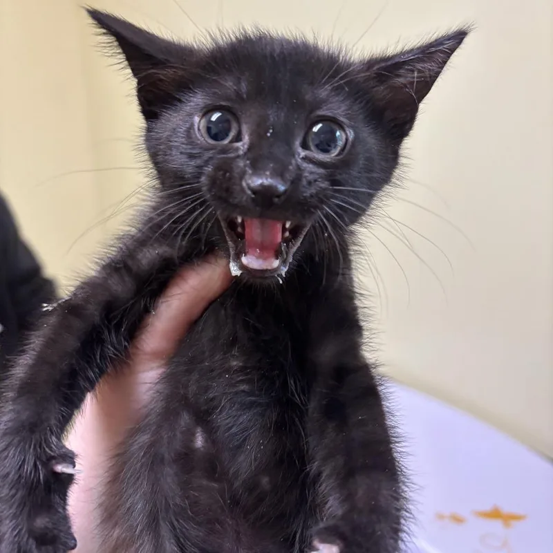 A baby small-sized male Black Domestic Short Hair cat named Big Mouth Bass for adoption in Newark, DE