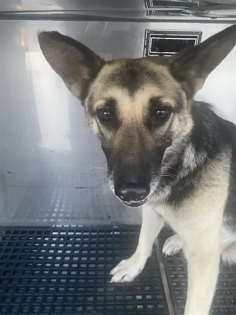 An adult large-sized female German Shepherd Dog dog named Nola for adoption in Dallas, TX