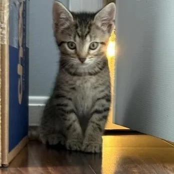 A baby medium-sized male Tabby (Brown / Chocolate) Domestic Short Hair cat named Finley for adoption in Wilmington, OH