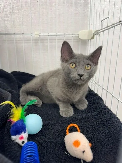 A baby small-sized male Domestic Short Hair cat named Faust for adoption in Naples, FL