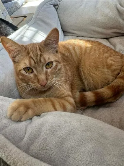 A baby medium-sized male Tabby (Orange / Red) Domestic Short Hair cat named Ginger for adoption in Warr Acres, OK