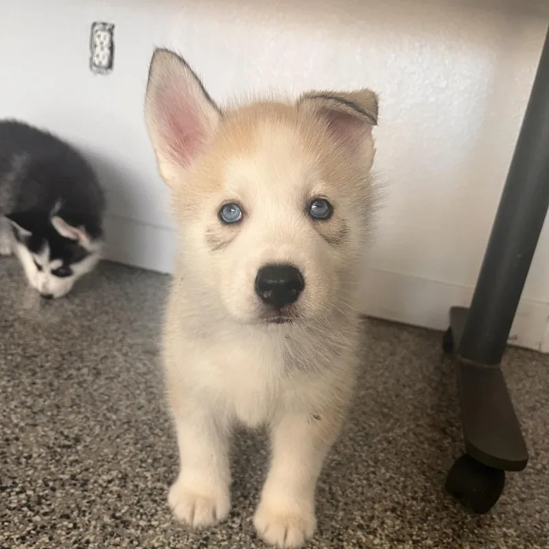 A baby small-sized male Yellow / Tan / Blond / Fawn Husky dog named Mammoth for adoption in Hawthorne, CA