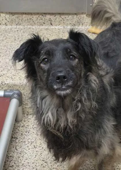 A young medium-sized female Mixed Breed dog named Lugnut for adoption in Aiken, SC