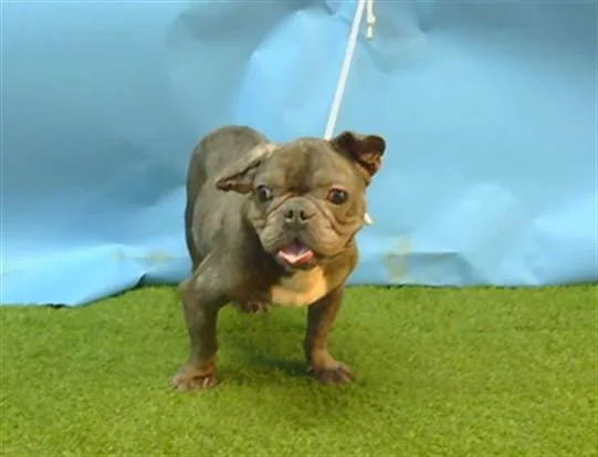An adult medium-sized male French Bulldog dog named Otis for adoption in Gardena, CA