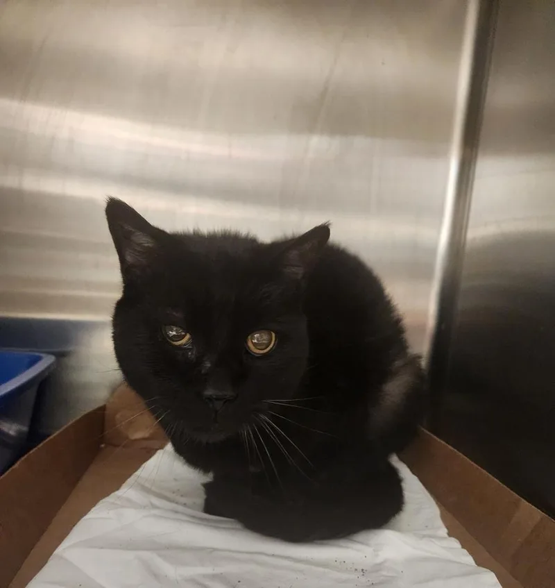 An adult medium-sized female Black Domestic Short Hair cat named Wanda for adoption in Evansville, IN