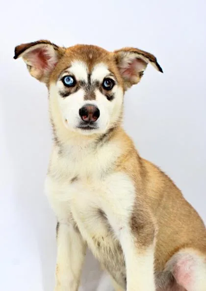 A baby large-sized female Siberian Husky dog named Fawn for adoption in Morton Grove, IL
