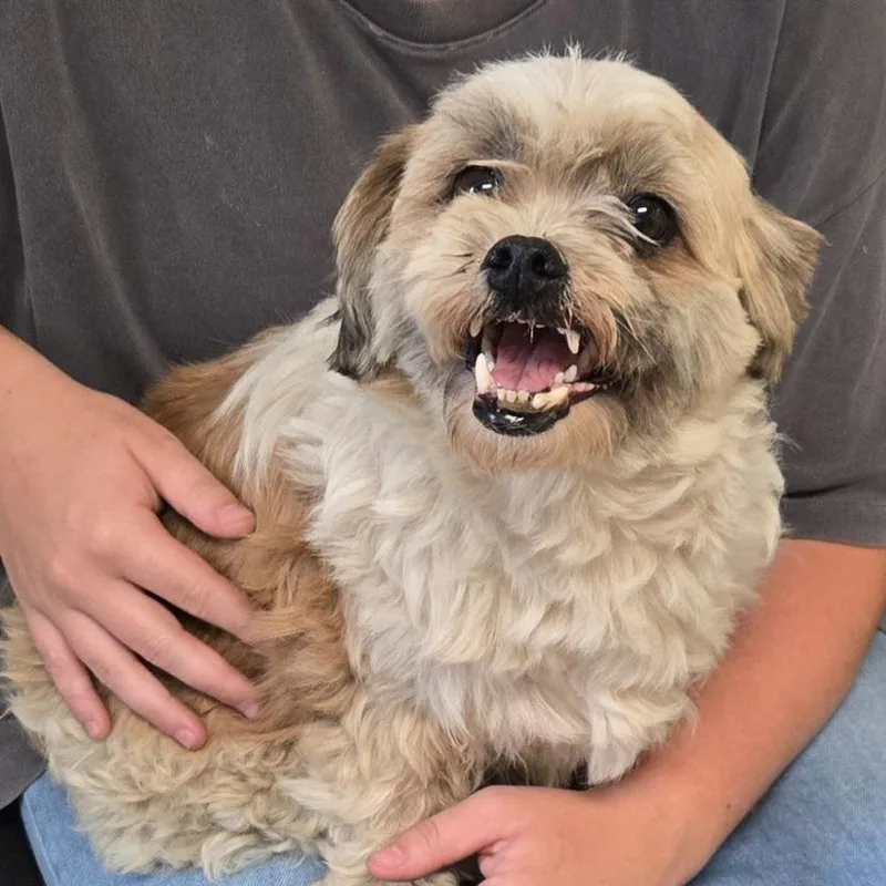 An adult small-sized female Mixed Breed dog named Chewie for adoption in Mount Gilead, NC
